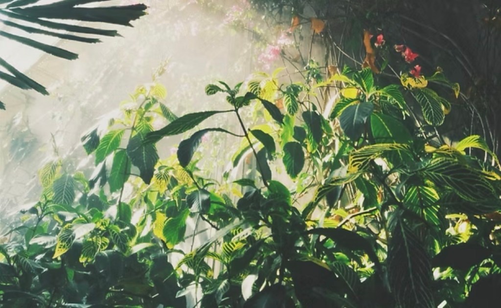 This is a photo of a light-filled jungle with a monstera and other plants, green and pink in color.